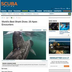 World's Best Shark Dives