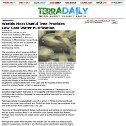 Worlds Most Useful Tree Provides Low-Cost Water Purification