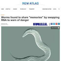 Worms found to share "memories" by swapping RNA to warn of danger