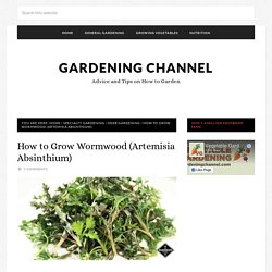 How to Grow Wormwood (Artemisia Absinthium)