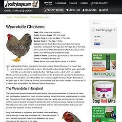 Wyandotte Chickens