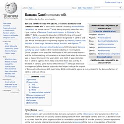 WIKIPEDIA - Banana Xanthomonas wilt.