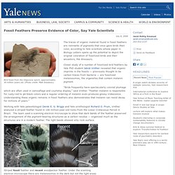 Fossil Feathers Preserve Evidence of Color, Say Yale Scientists