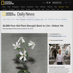 32,000-Year-Old Plant Brought Back to Life—Oldest Yet