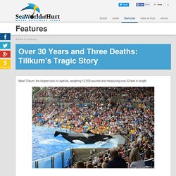 30 Years and Three Deaths: Tilikum's Tragic Story