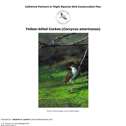 Yellow-billed Cuckoo (Coccycus americanus)