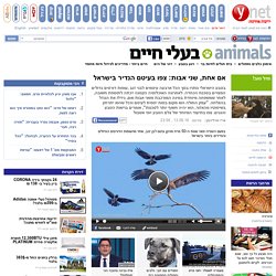 ynet אם אחת, שני אבות: צפו בעיטם הנדיר בישראל - ירוק