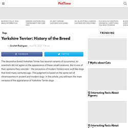 Yorkshire Terrier: History of the Breed - PetTime