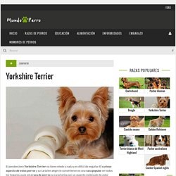 Perros Yorkshire Terrier