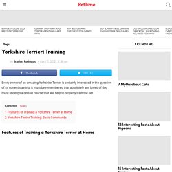 Yorkshire Terrier: Training - PetTime