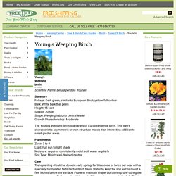 Young's Weeping Birch