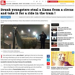 Drunk youngsters steal a llama from a circus and take it for a ride in the tram !