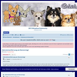 Zahnsteinentfernung am Donnerstag! - DIE Chihuahua-Community