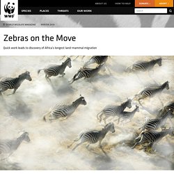 Zebras on the Move