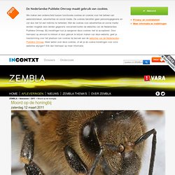 ZEMBLA: moord op de honingbij