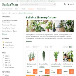 Zimmerpflanzen online kaufen? Bakker.com beliebte Zimmerpflanzen