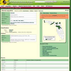 Zizania aquatica - Species Page - ISB: Atlas of Florida Vascular Plants