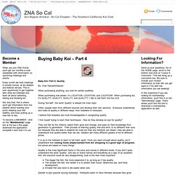 Buying Baby Koi – Part 4