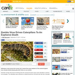 Zombie Virus Drives Caterpillars To An Explosive Death