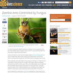 Zombie Ants Controlled by Fungus