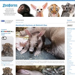 ZooBorns: Aardvark