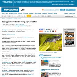 Zoologger: Ancient air-breathing, triple-jawed fish - life - 29 September 2010
