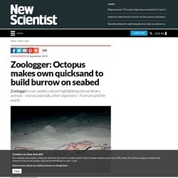 Zoologger: Octopus makes own quicksand to build burrow on seabed
