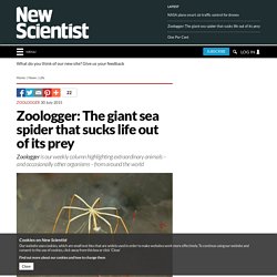 Zoologger: The giant sea spider that sucks life out of its prey