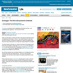 Zoologger: The first solar-powered vertebrate - life - 18 January 2013