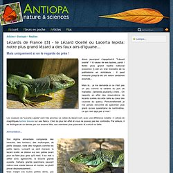 Zoologie - le lézard ocellé lacerta lepida notre plus grand lézard - lézard - ocellé - Antiopa Nature & Sciences