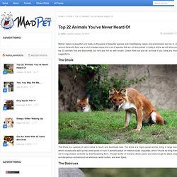 Multy cute animal | Pearltrees