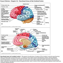 Functional Neuroanat Tutorials | Pearltrees